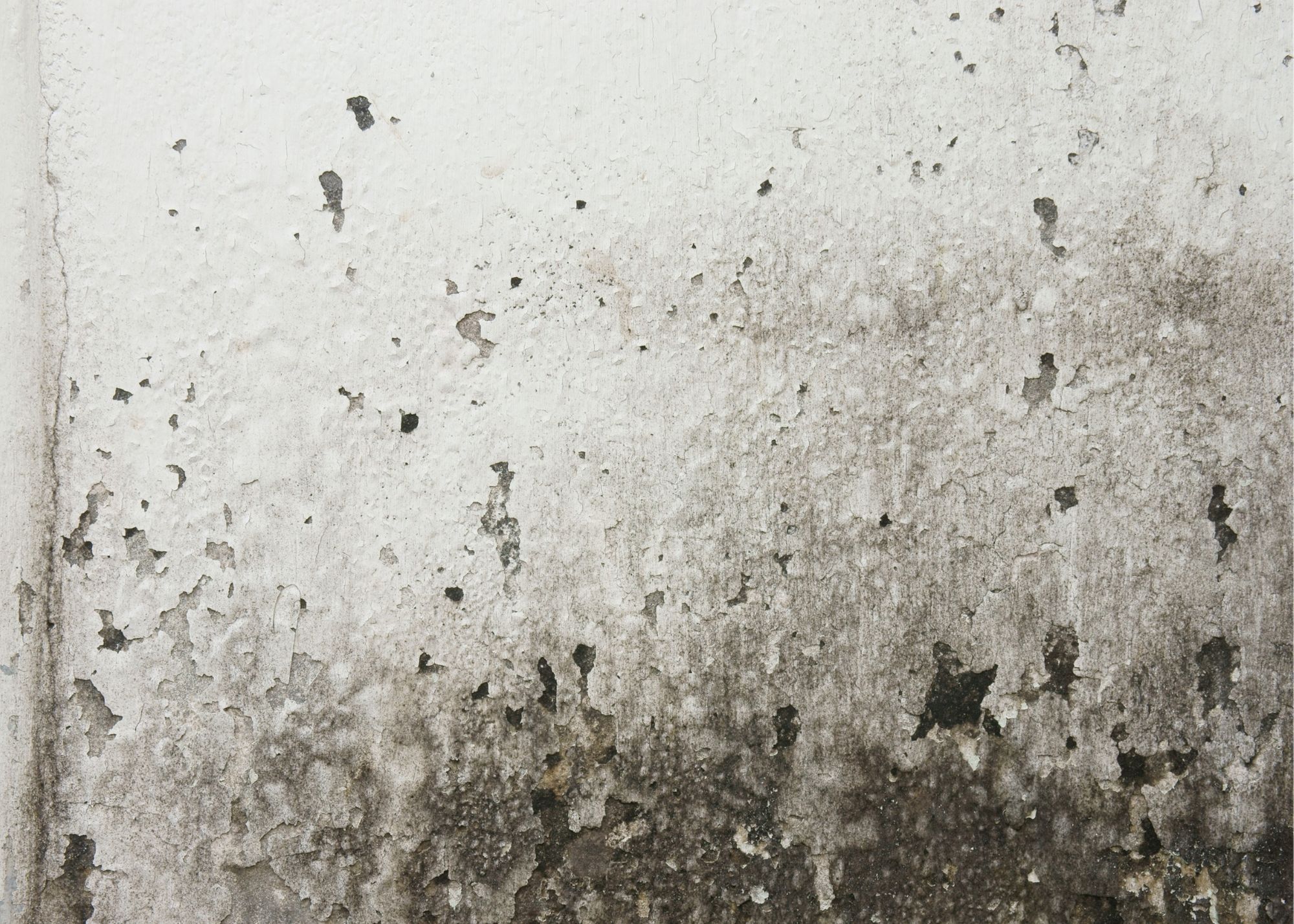 Black mold growth on an interior wall in a Sherman Oaks home